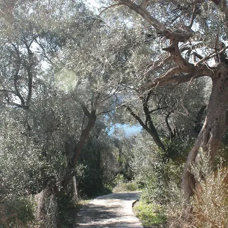 Olive Hill * Budva